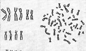Какую роль в клетке выполняют хромосомы: строение и функции Где образуются хромосомы